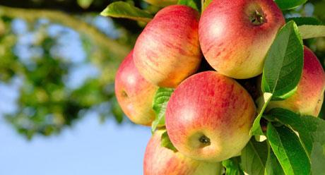 Red apples on tree