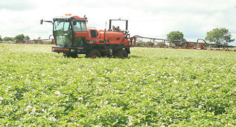 Spraying potato crop
