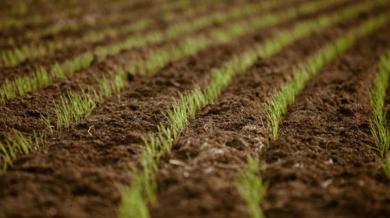 line of crops in ground