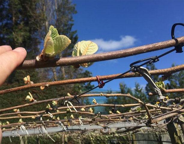 KIwifruit buds