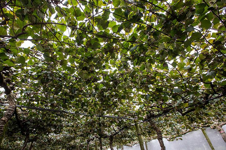Leafy kiwifruit vine canopy overhead with sunlight filtering through