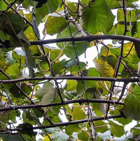 Green kiwifruit vine leaves climbing over a chain-link fence against a bright sky