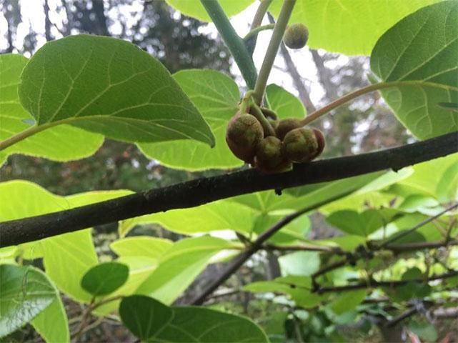 Kiwifruit buds preflower