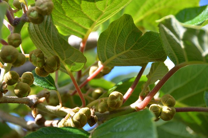 Kiwifruit buds preflower