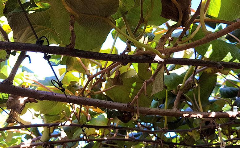 post-harvest-leaf-condition-778-x-480