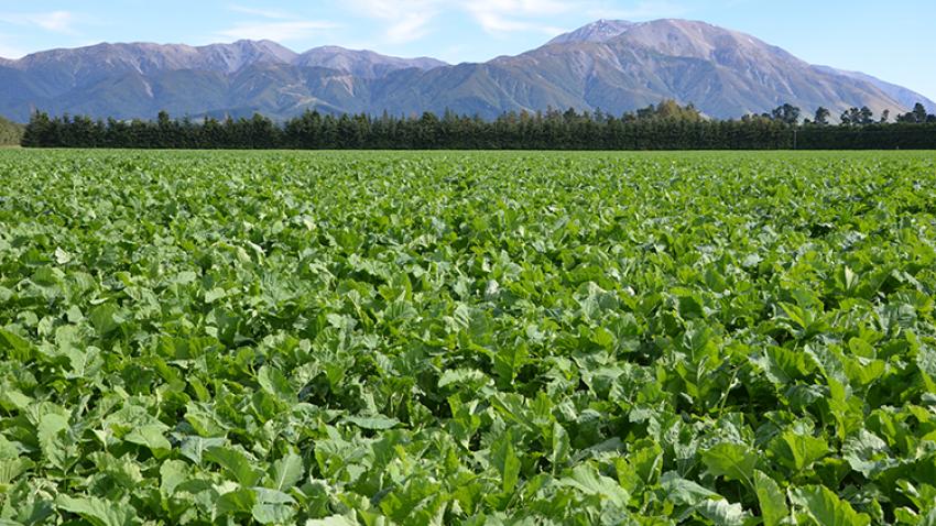 Forage For Insects Controlling Forage brassica insects | Syngenta