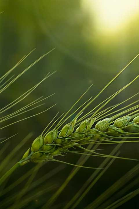 green-ears-of-wheat-1920-x-720