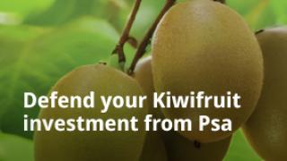 Two kiwifruits hanging on a vine with text, “Defend your Kiwifruit investment from Psa”