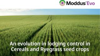 Moddus Evo logo above green crop field; text about lodging control in cereals and ryegrass seed crops