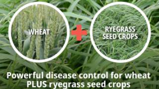 Graphic showing wheat plus ryegrass seed crops for powerful disease control