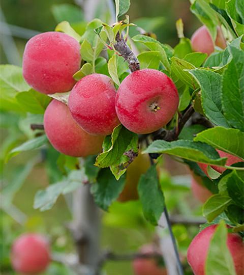 Cluster of ripe red apples hanging on a tree branch among green leaves
