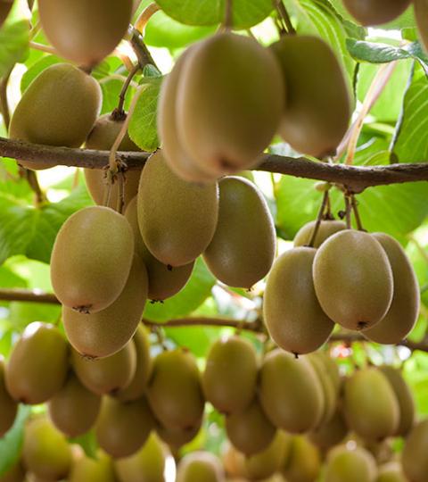 Cluster of gold kiwifruit hanging from vine under green leaves
