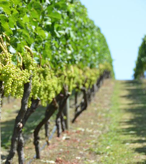 Rows of grapevines with green leaves and hanging clusters in a sunny vineyard