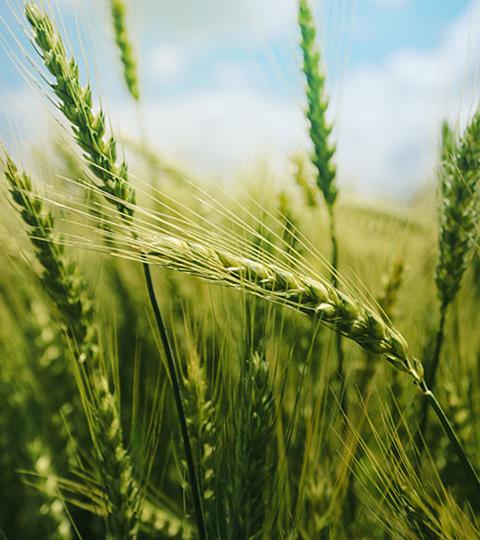 Close-up of green wheat heads in a sunlit field under a blue sky