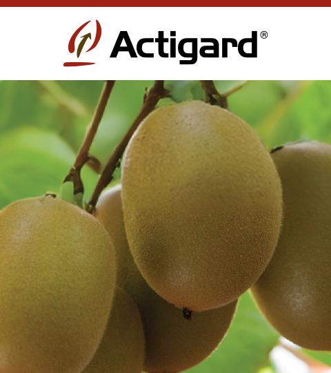 Actigard logo above close-up of kiwifruit hanging on a vine