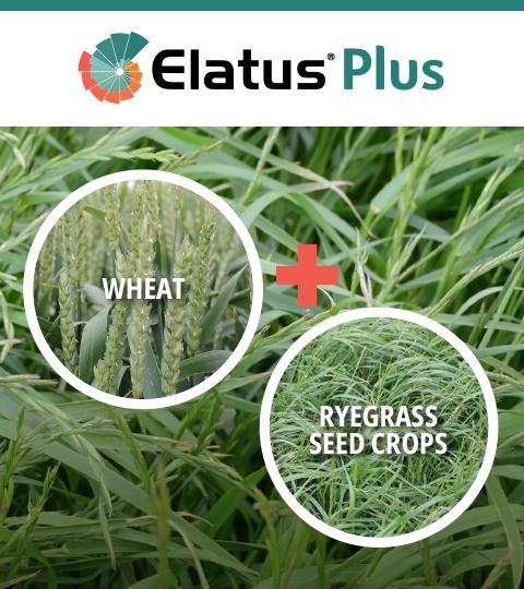 Graphic showing wheat plus ryegrass seed crops over green grass background