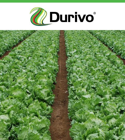 Durivo logo above rows of green lettuce growing in a field