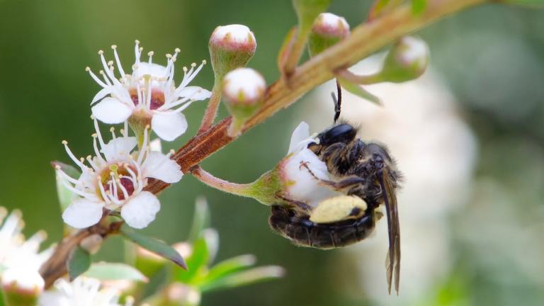 Syngenta Operation Pollinator in Kiwifruit