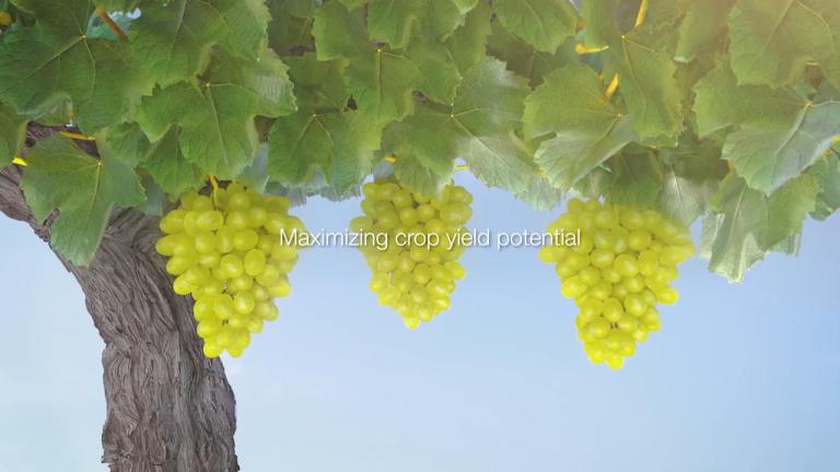 ADEPIDYN® mode of action on Botrytis - The power behind MIRAVIS® Prime