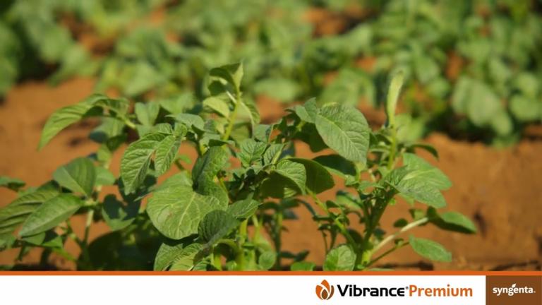 Syngenta_VIBRANCE_Premium_Product_Highlights