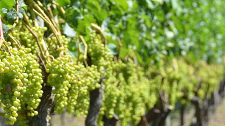 Vineyard hills