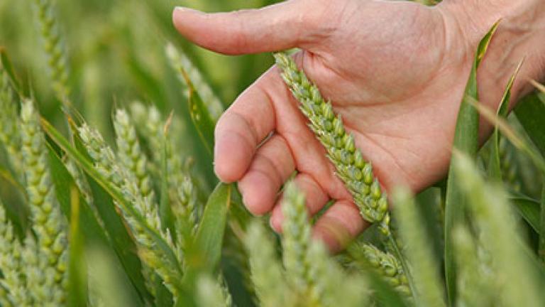 Man's hand running through wheat