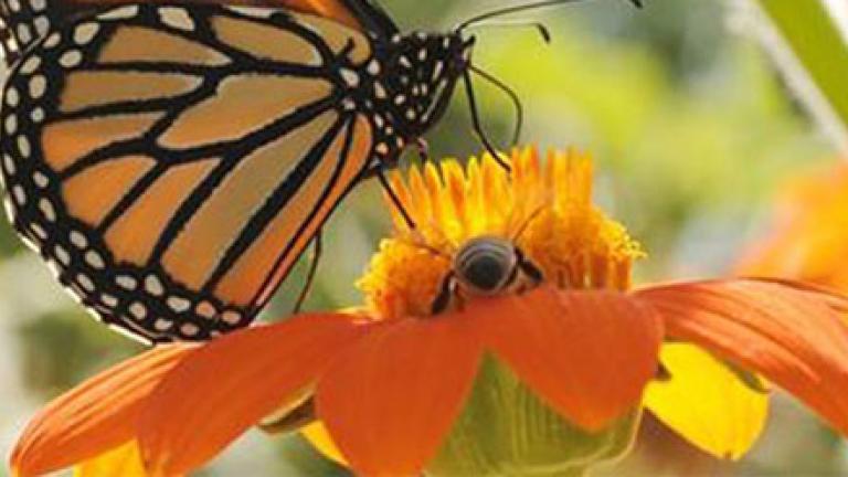 Flower and butterfly