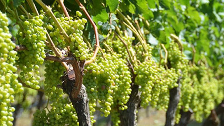 Grape Vine