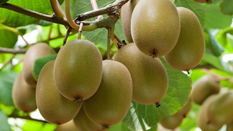 Kiwifruit