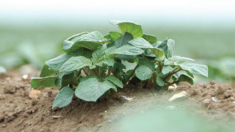 Potato plant