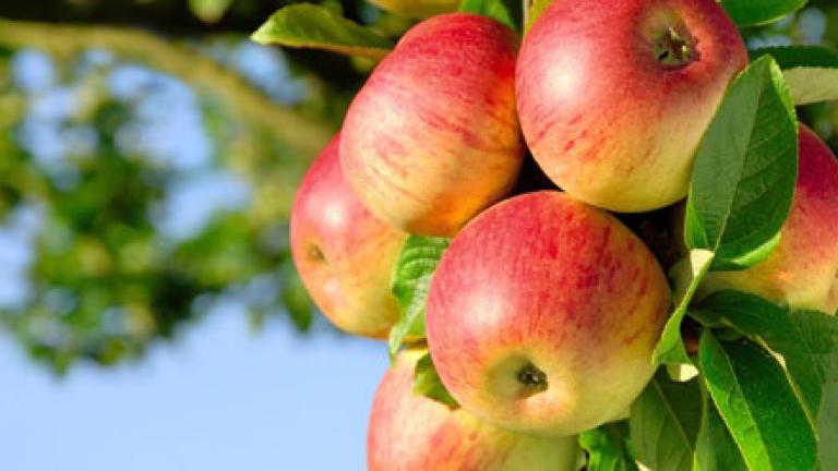 Red apples on tree