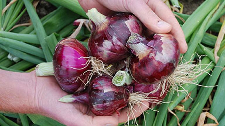 Red Onions