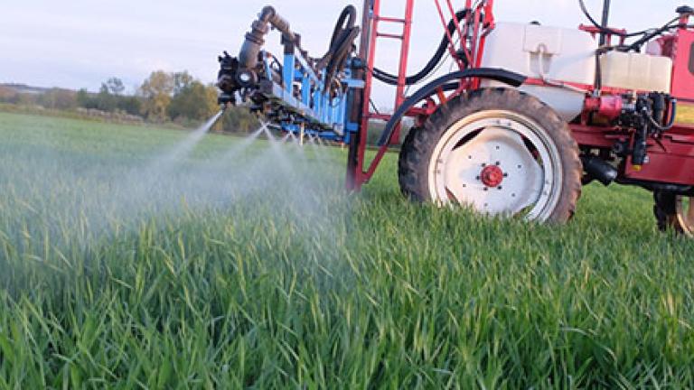 Spraying cereals crop