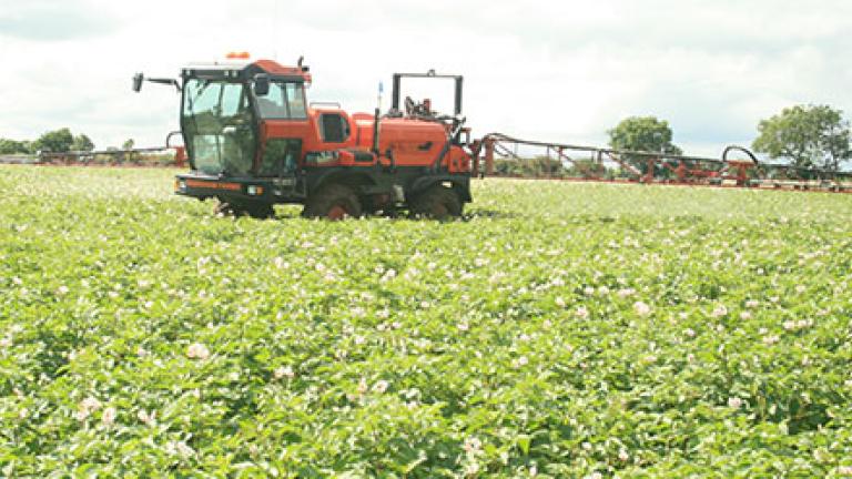 Spraying potato crop