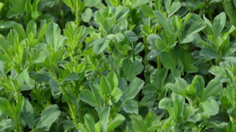 Lucerne close up