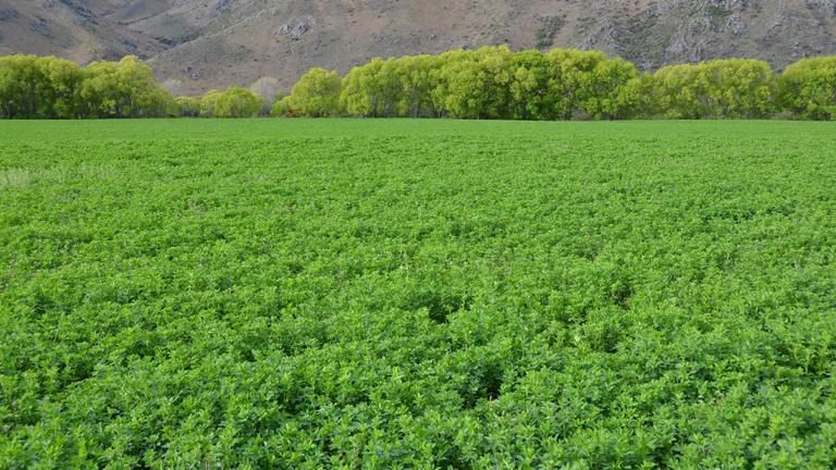 Lucerne Field