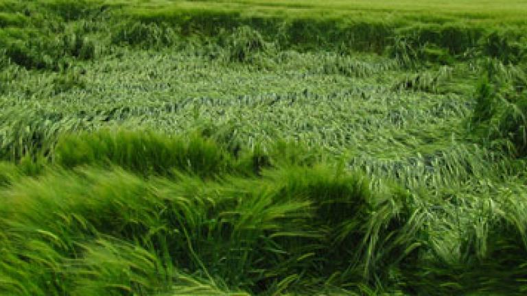 Lodging in Barley