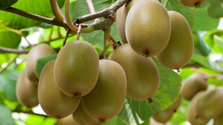 Kiwi fruit on tree