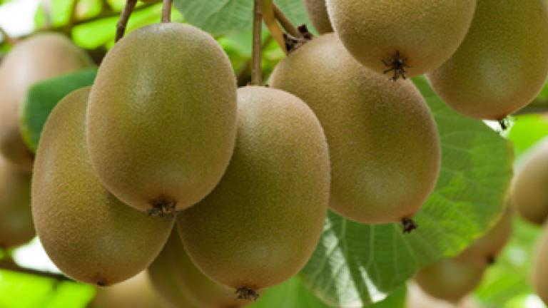 Kiwi Fruit