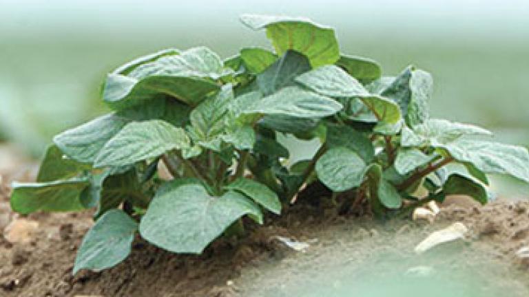 Potato plant