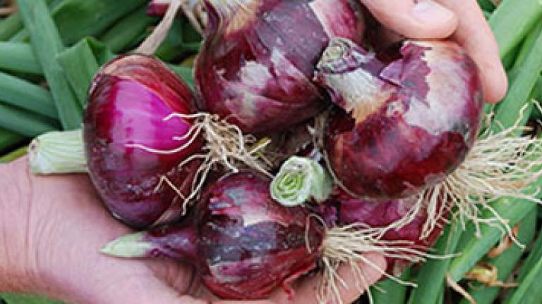 Red Onions
