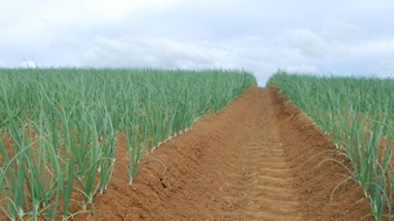 Onion Field