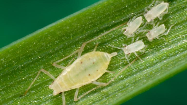Cereal Aphid on Wheat Leaf
