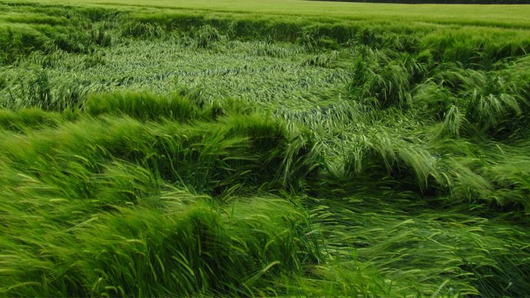 Reducing the risk of lodging in cereals