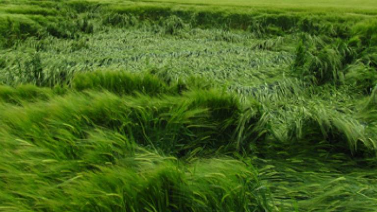 Reducing the risk of lodging in cereals