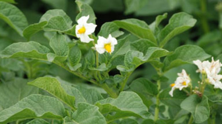 New chemistry delivers step change in early blight control