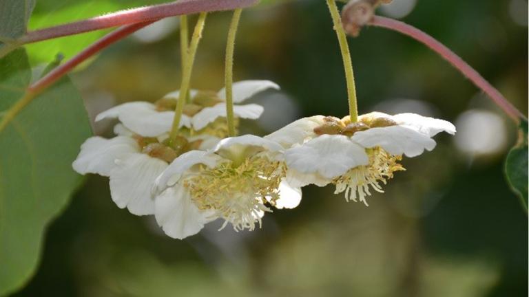 Kiwifruit at flowering growth stage