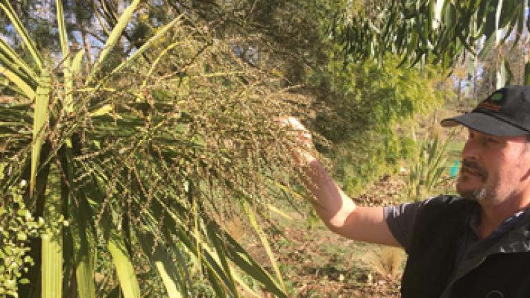 Dr Brad Howlett examining a cabbage tree
