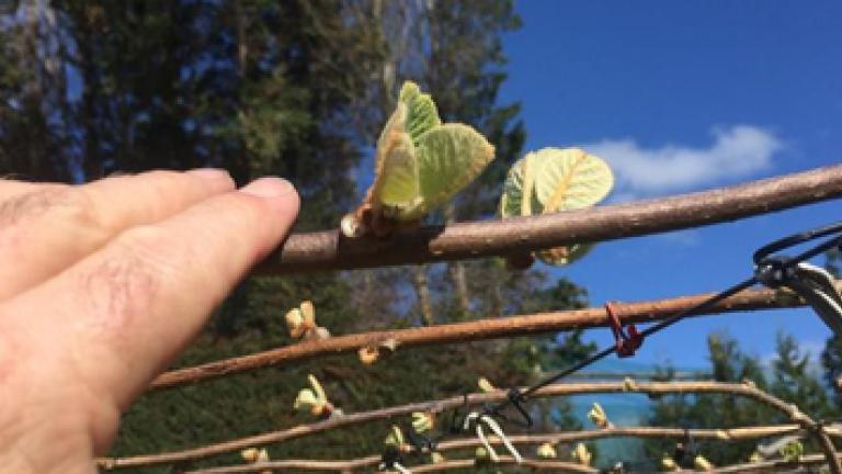 Actigard use on kiwifruit