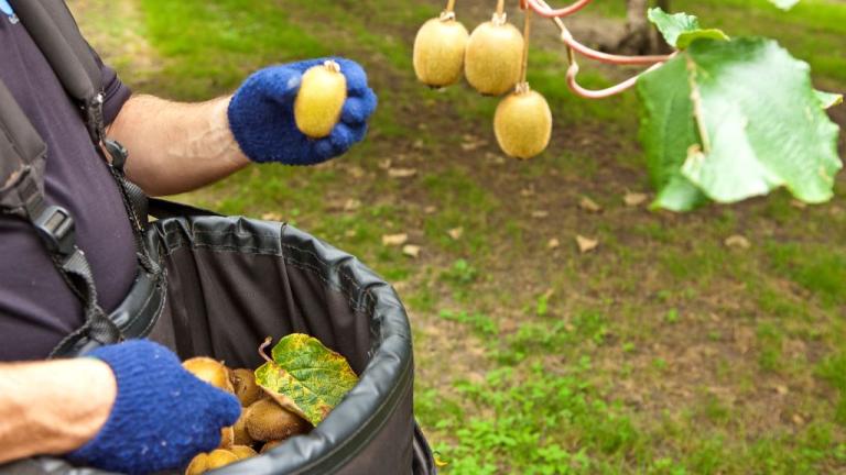 Picking fruit from a tree